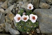 Saxifraga 'Arco'