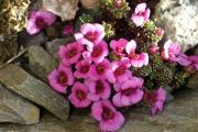 Saxifraga 'Beatles'