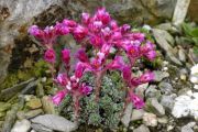 Saxifraga 'Beryl Bland'