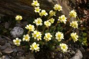 Saxifraga 'Boston Spa'