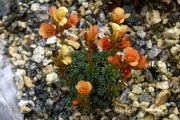 Saxifraga 'Chrisitan Huyges'