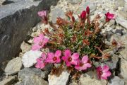 Saxifraga 'Coolock Kate'