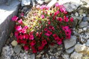 Saxifraga 'Coolock Kate'