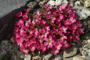 Saxifraga 'Coolock Kate'