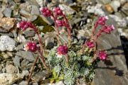 Saxifraga 'Edith'