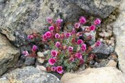 Saxifraga 'Ellen Brickerhof'