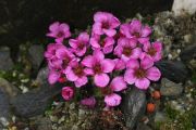 Saxifraga 'Elvis Presley'