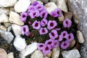 Saxifraga 'Exhibit'