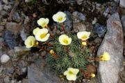 Saxifraga 'Faldowside'