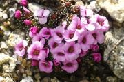 Saxifraga 'George Gershwin'