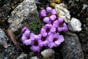 Saxifraga 'George Gershwin'