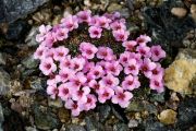 Saxifraga 'Gregor'