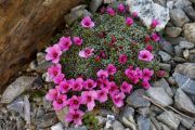 Saxifraga 'Gregor'