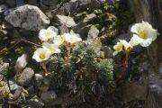 Saxifraga 'Hindhead Seedling'