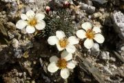 Saxifraga 'Humoresca'