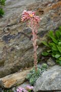 Saxifraga 'J.Purkyne'