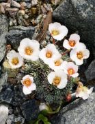 Saxifraga 'Jan Neruda'