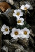 Saxifraga 'Jan Neruda'