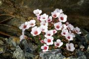 Saxifraga 'Jenkinsiae'