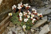 Saxifraga 'Jocelyne Bacci'