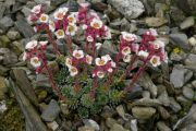 Saxifraga 'Jubilee'