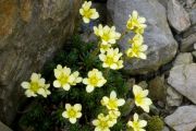 Saxifraga 'LG Goodsef'