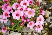 Saxifraga 'Laka'