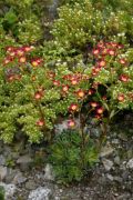 Saxifraga 'Linc Foster'