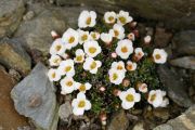 Saxifraga 'Lojzicka'