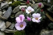 Saxifraga 'Marco Polo'