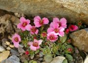 Saxifraga 'Maria Callas'