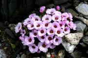 Saxifraga 'Marylin Monroe'