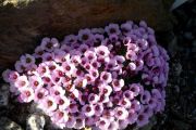 Saxifraga 'Marylin Monroe'