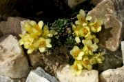 Saxifraga 'Merlin'