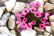 Saxifraga 'Neil Armstrong'