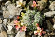 Saxifraga 'Paul Gauguin'