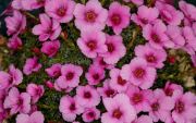 Saxifraga_hybr_Polka_TOM_0331.JPG