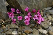 Saxifraga 'Polka'