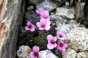 Saxifraga 'Polka'