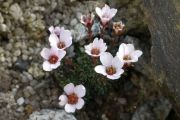 Saxifraga 'RV Prichard'