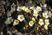 Saxifraga 'Radka'