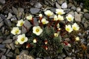 Saxifraga 'Radway'