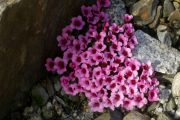 Saxifraga 'Radway'