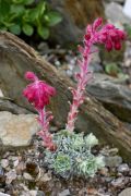 Saxifraga 'Robert'