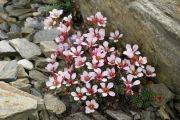 Saxifraga 'Sazava'