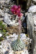 Saxifraga 'Sedlecko'