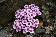 Saxifraga 'Sissi'