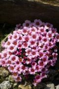 Saxifraga 'Sissi'