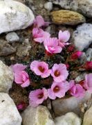 Saxifraga 'Stan Laurel'