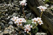 Saxifraga 'Titanic'